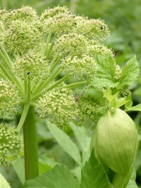 Angelica Seed