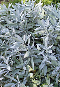Salvia officinalisEO.jpg